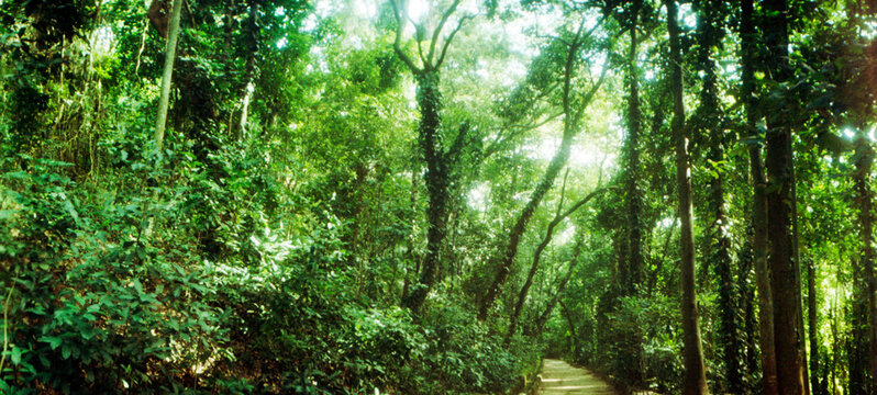 Trees along pathway in the botanical garden, Jardim Botanico, Zona Sul, Rio de Janeiro, Brazil.