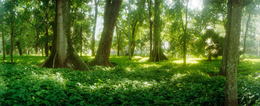 Trees in a botanical garden, Jardim Botanico, Zona Sul, Rio de Janeiro, Brazil.