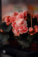 Close-Up of Pink Begonia Flowers in Bloom