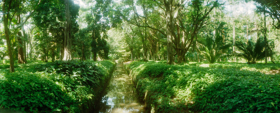 Trees in a botanical garden, Jardim Botanico, Zona Sul, Rio de Janeiro, Brazil.