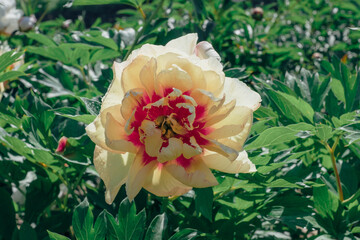 Beautiful bicolor peony flowers blooming in the garden, close-up view. Natural background.