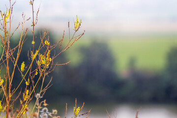 Small yellow flowers of sweet clover on blurred natural background