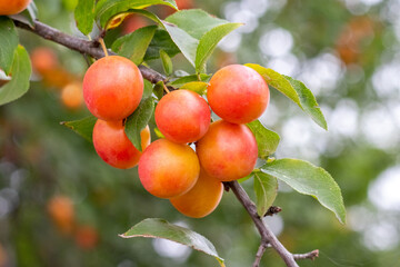 Ripe red-yellow fruits of cherry plum on a branch among green leaves
