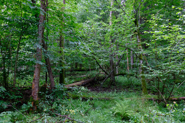 Late summer rich deciduous stand with old trees and lush foliage
