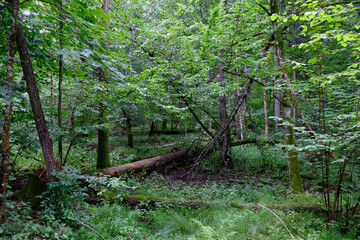 Late summer rich deciduous stand with old trees and lush foliage