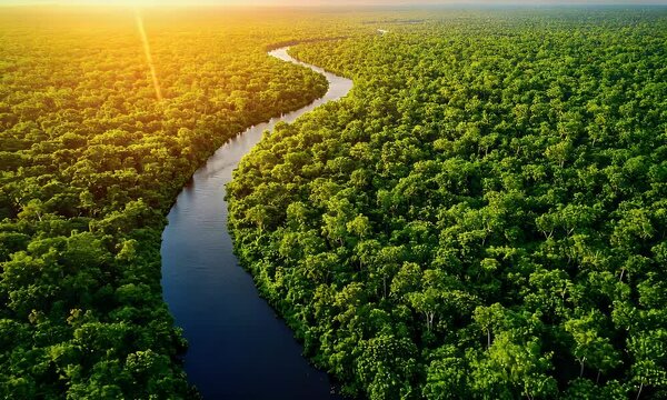 Aerial View of a Lush Green Rainforest River at Sunset