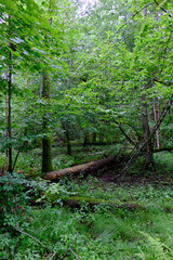 Late summer rich deciduous stand with old trees and lush foliage
