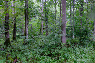 Late summer rich deciduous stand with old trees and lush foliage