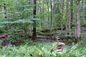 Late summer rich deciduous stand with old trees and lush foliage