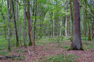 Late summer rich deciduous stand with old trees and lush foliage