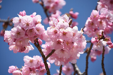 河津桜