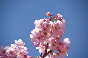 河津桜