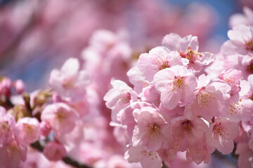河津桜