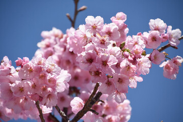 河津桜