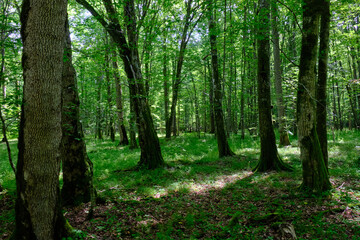 Moss wrapped old hornbeams and younger ones around