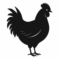 rooster isolated on white background