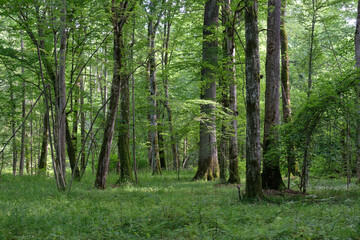 Moss wrapped old hornbeams and younger ones around