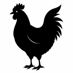 rooster isolated on white background
