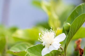Guava flower in the garden close up.Psidium guajava.Tropical fruits