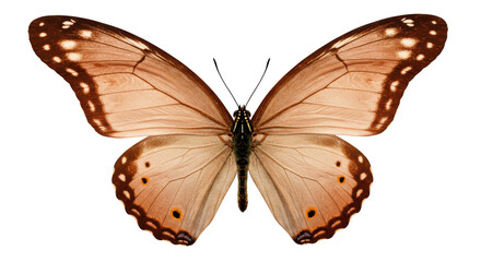 Isolated Brown Butterfly with Spots