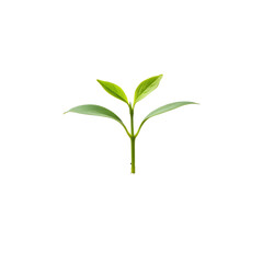 Obraz premium Young green plant isolated on transparent background