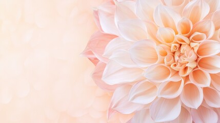 Fototapeta premium A delicate peach dahlia blossom with soft pastel petals unfolds gracefully against a blurred light peach background creating a serene and elegant floral image perfect for design