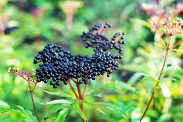 Clusters of dark elderberry berries among green leaves on a blurred background