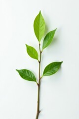 Small twig with small leaves isolated on white background, green, simple