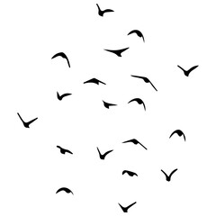 vector silhouettes of birds