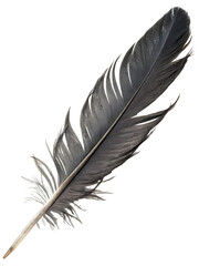 Obraz premium gray feather with detailed barbs and quill against transparent background studio shot