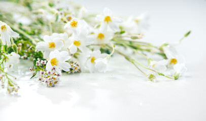 Fototapeta premium Beautiful white tiny wild flowers bunch over white background, soft pastel colours, beauty invitation card design, wedding, birthday border art. Macro shot, nature, wild flowers. Border design.