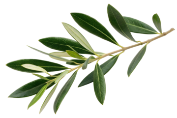Isolated olive branch with vibrant green leaves against a transparent backdrop