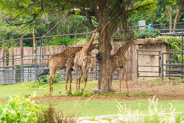 The giraffe family at khao kheow open zoo.