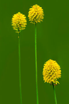 A close-up of bright, showy flowers of Yellow Milkwort, Polygala rugelii, isolated on a green background. A native wildflower endemic to the Florida peninsula. 