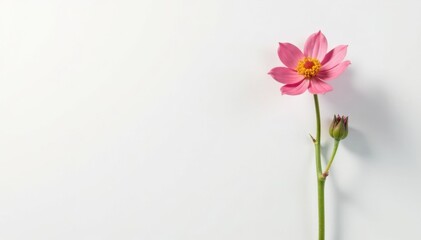 Fototapeta premium Single stem with tiny flowers on a white background, flower, bloom, single