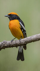 Fototapeta premium Bullock’s Oriole perched on a branch.