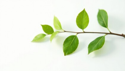 Fototapeta premium Single branch with leaves on white background, branches, white