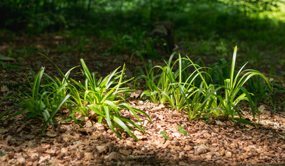  Young Green Plants Growing on Leafy Forest Floor