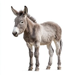 Fototapeta premium Brown donkey standing and facing forward isolated on white