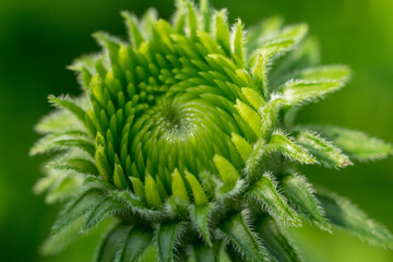  Close-Up of Green Bud with Spiraling Pattern