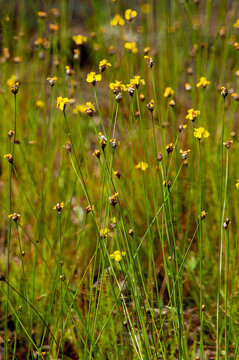 A colony of yellow-eyed grass, Xyris spp. Single yellow flowers with three obovate petals appear on bracts atop tall grass-like stems. Found in wet prairies, pine flatwoods, and bogs. 