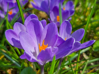 Fototapeta premium Macro shot of vibrant purple crocus flowers blooming in the grass on a sunny spring day.