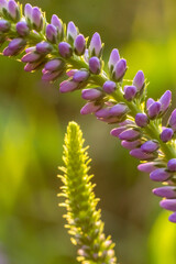 Close-Up of Purple Flower Buds on Green Stem