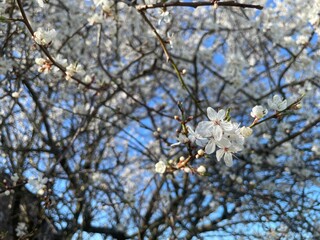 Blooming plum tree with white flowers on branches