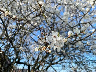 cherry blossom in spring
