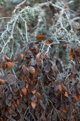 Close-Up of Twisted Branches and Dry Leaves in Autumn