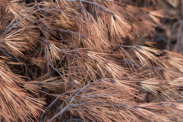  Close-Up of Dry Pine Needles Texture