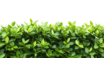 Dense trimmed hedge, vibrant green leaves,