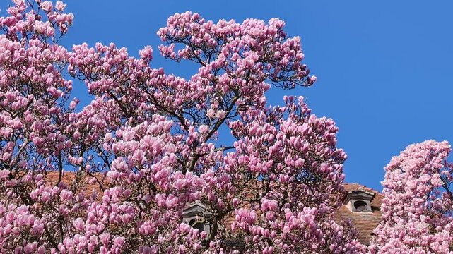 Magnolia blossom tree over a tiled roof in alsacian village Haguenau, France. 