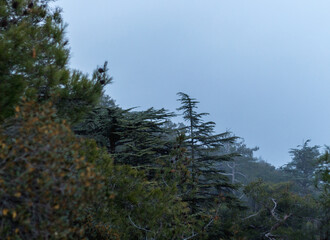 Majestic Tree Silhouette in Misty Forest Scene